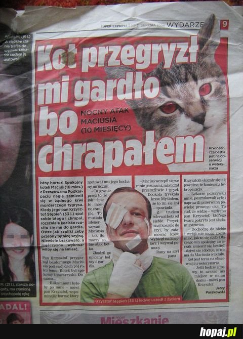 Niebezpieczny kot