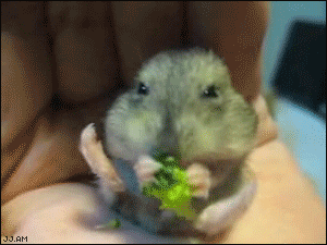 Om nom nom nom
