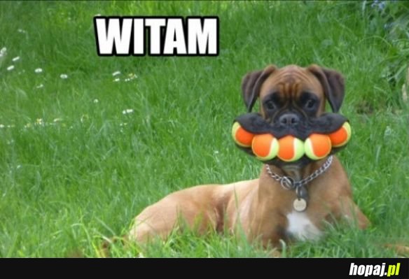 Witam