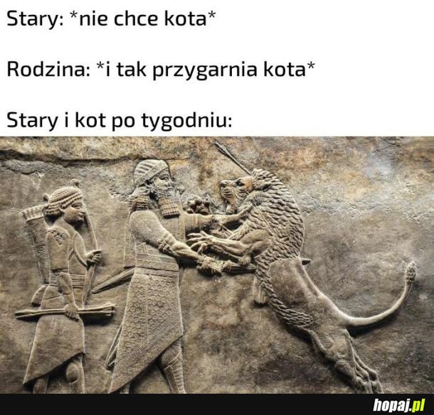 Stary i kot