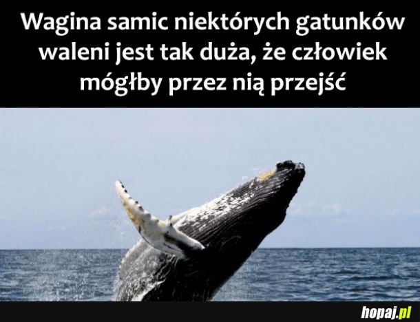 Ciekawostka
