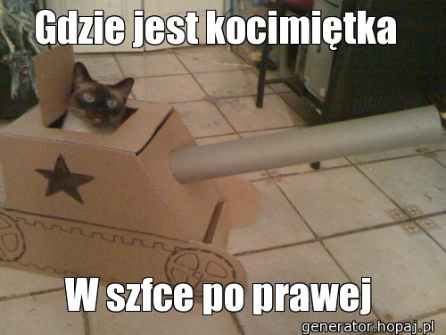 Gdzie jest kocimiętka 