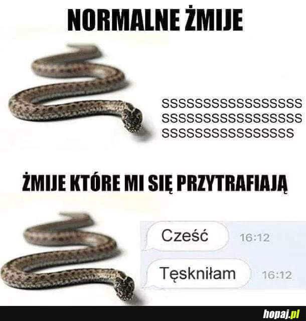 Żmije