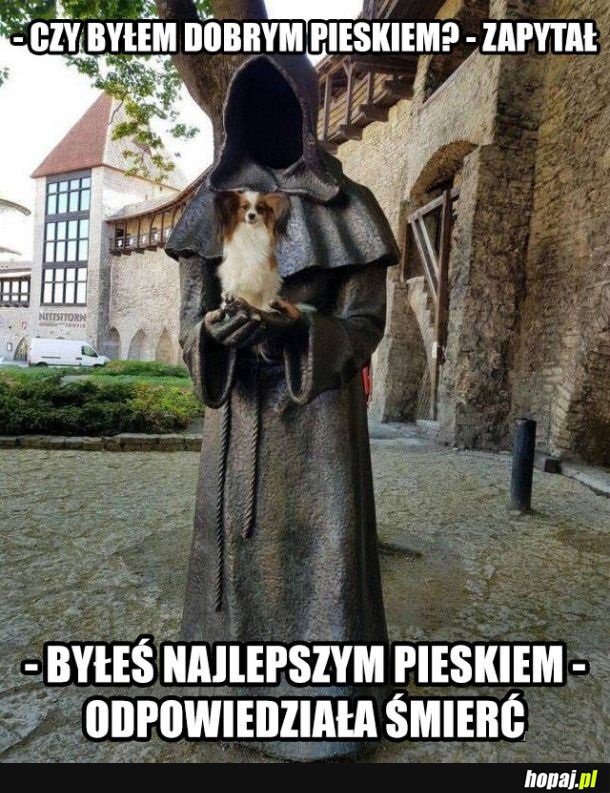 Dobry piesek