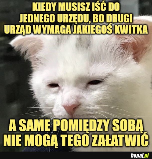 Załatwianko.