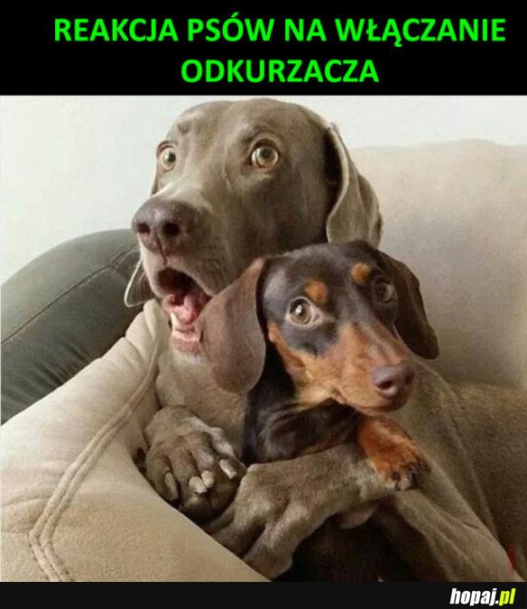 ZABAWNA REAKCJA
