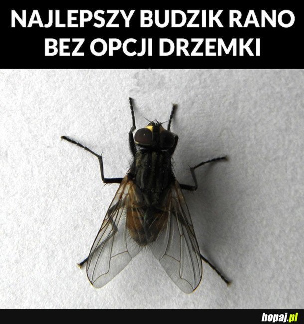 NAJLEPSZY BUDZIK