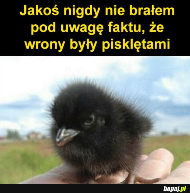 Pisklęcie wrony