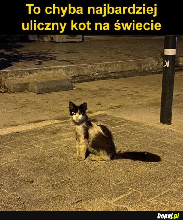 Uliczny kot