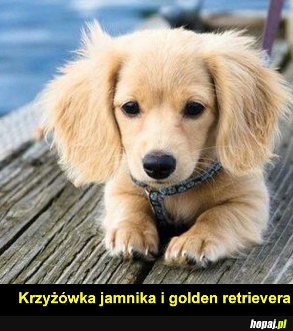 Słodziak