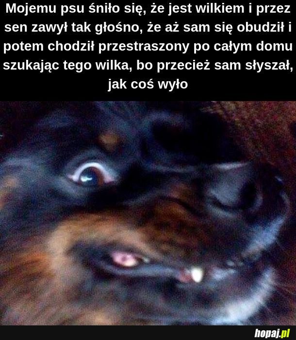  Wilk w piesełowatej skórze 