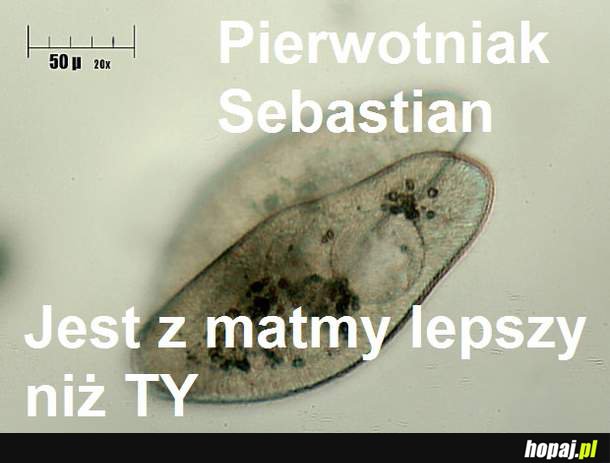 Pierwotniak Sebastian