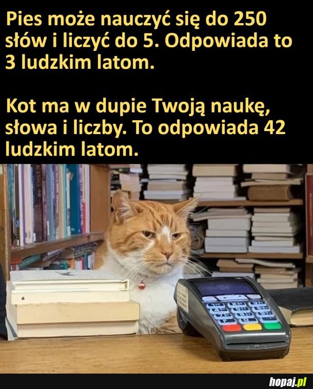 W przeliczeniu na ludzkie lata
