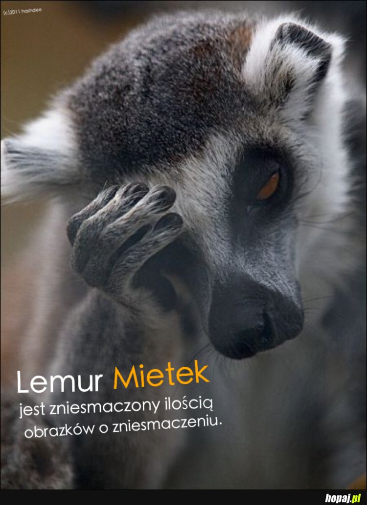 Lemur Mietek