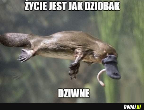 Pepe Pan Dziobak