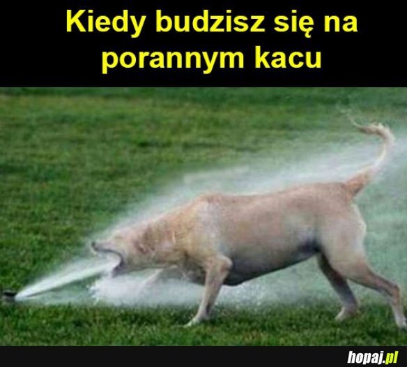 Poranny kac