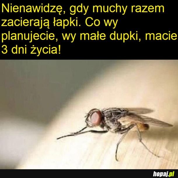 Maleńcy złoczyńcy