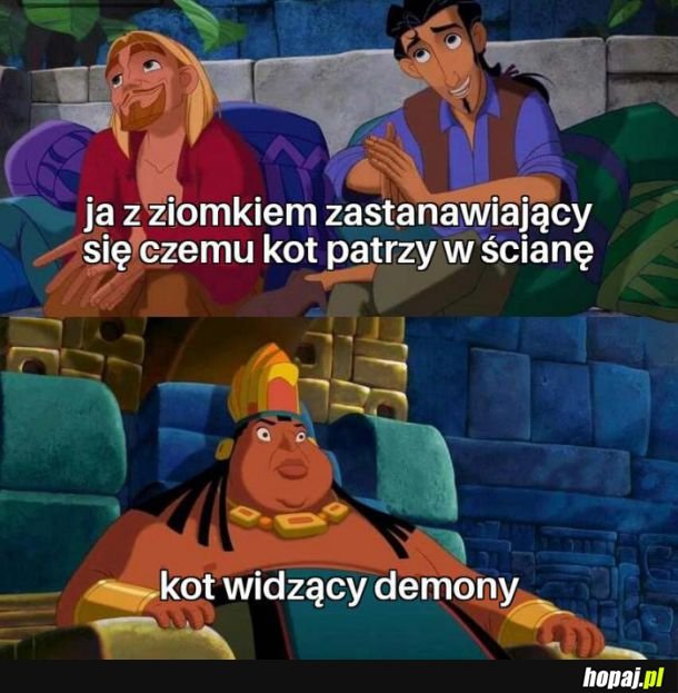 Kotku co tam widzisz