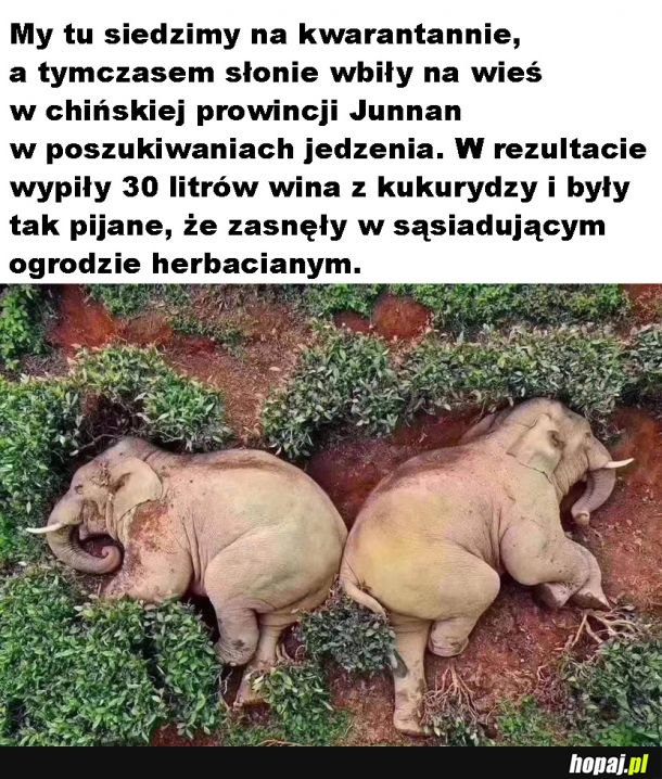 Słonie imprezują