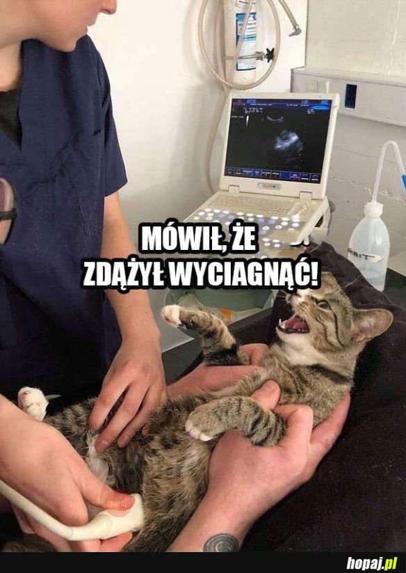 U Weterynarza