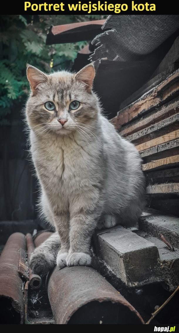 Portret wiejskiego kota