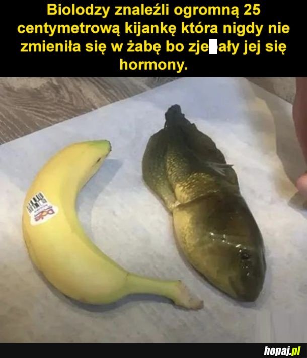 Ogromna kijanka