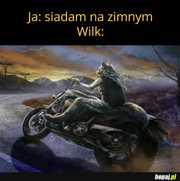 Wilk