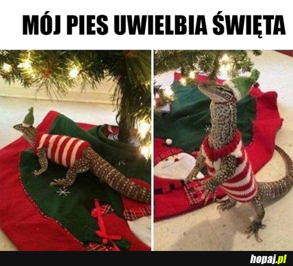 MÓJ PIES KOCHA ŚWIĘTA