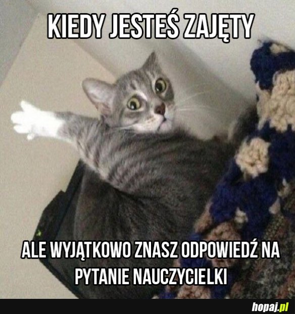 Zajęty