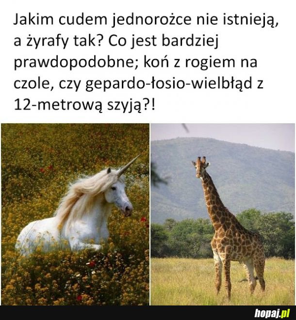 Jednorożec vs żyrafa