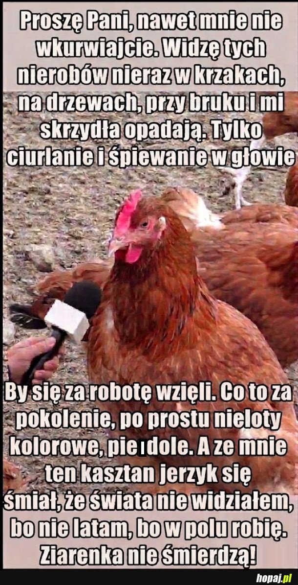 Robotna kura mówi jak jest