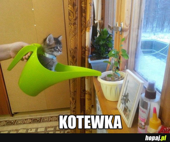 KOTEWKA