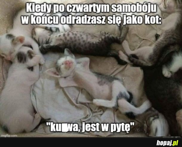 Koteł