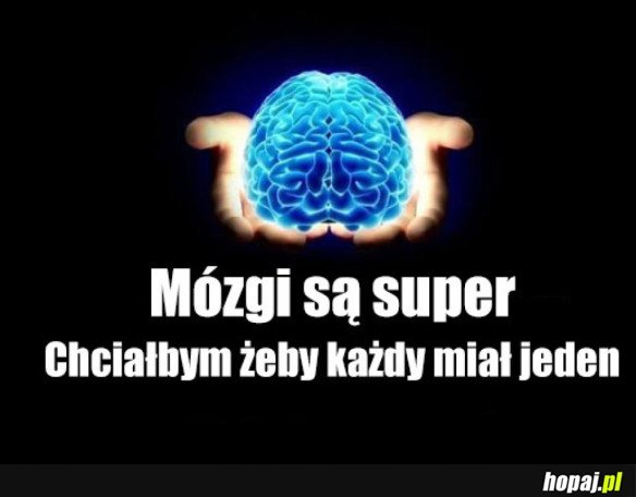 Mózgi są super