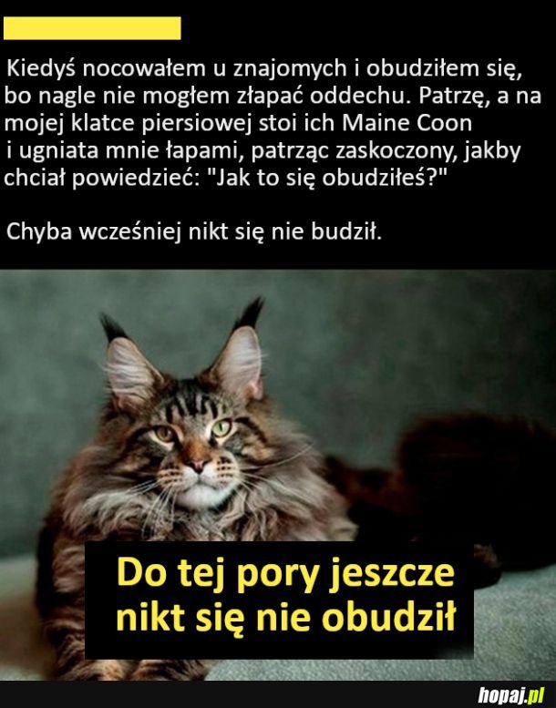 Puszysty morderca