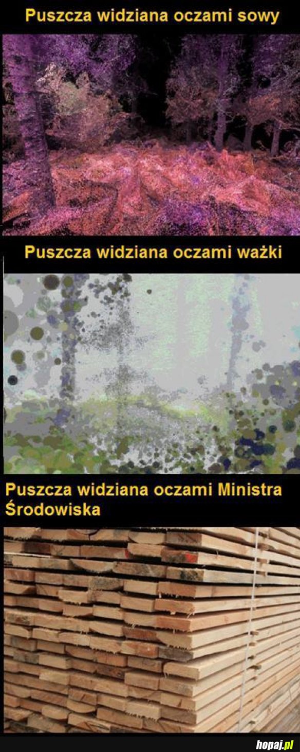 Puszcza