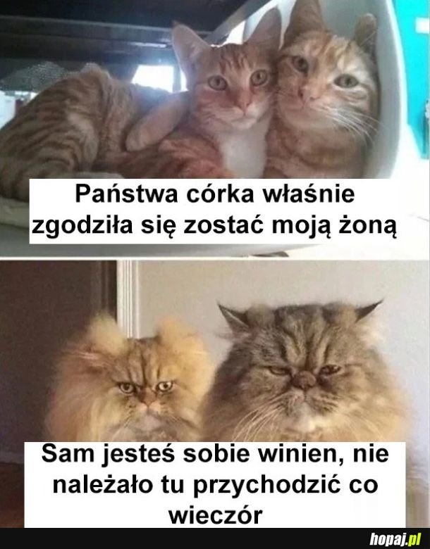 Co za pech