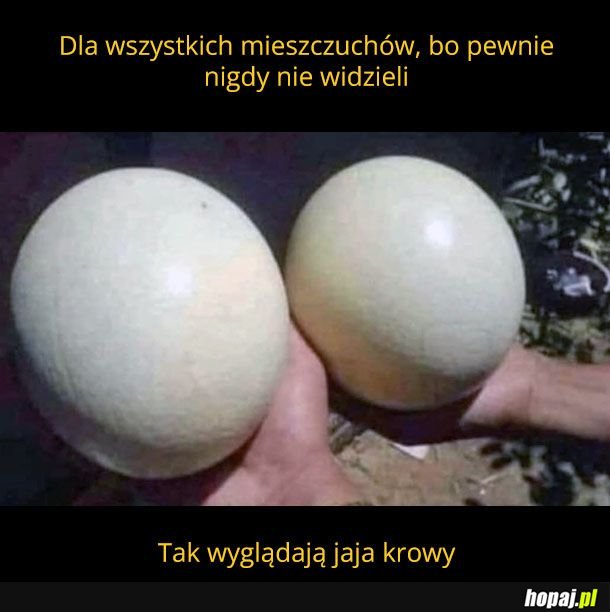 Mieszczuchy nie znają