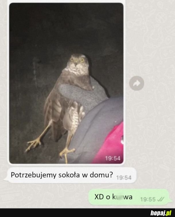 Sokół