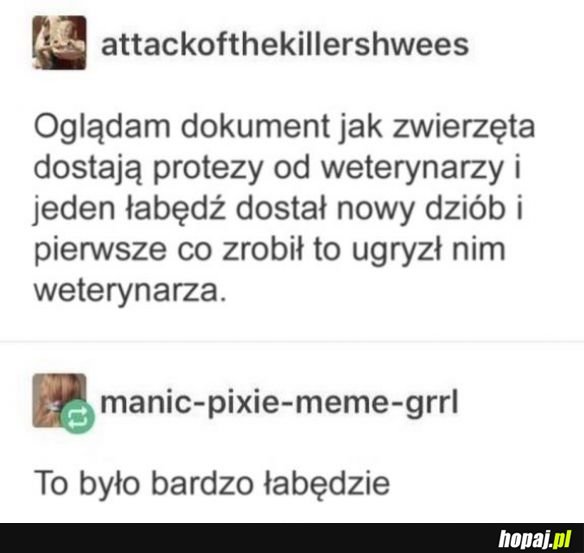 Proteza dla łabędzia