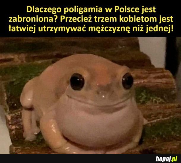 Poligamia