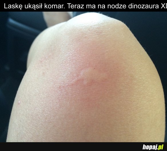 Komar