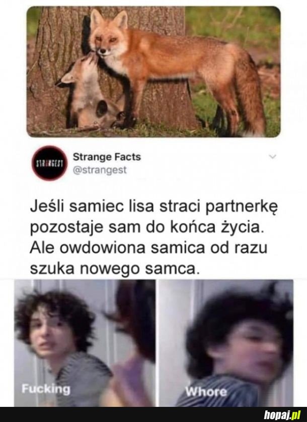 Przeklęte