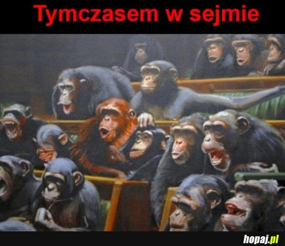PANIE ORANGUTANIE,JA BEZ ŻADNEGO TRYBU PRZEMAWIAM...