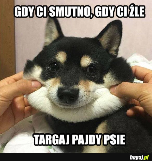 PAJDY PIESEŁA