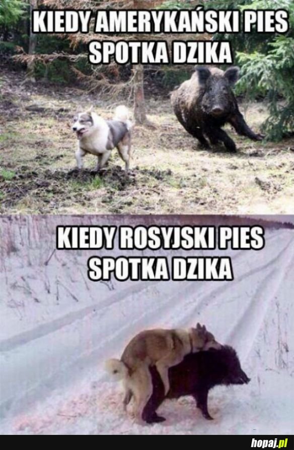 Rosyjski pies