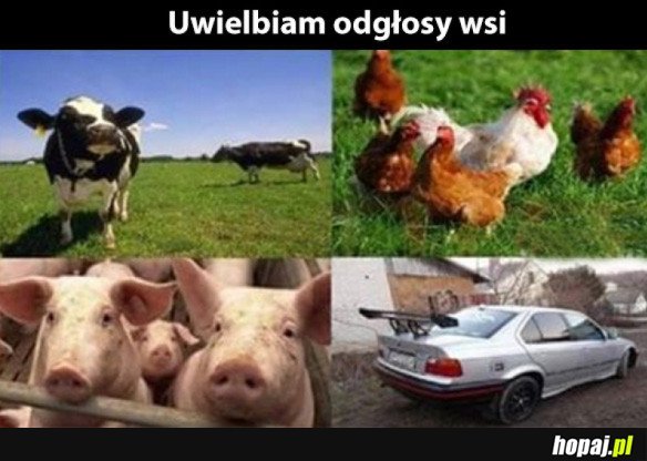 Odgłosy wsi