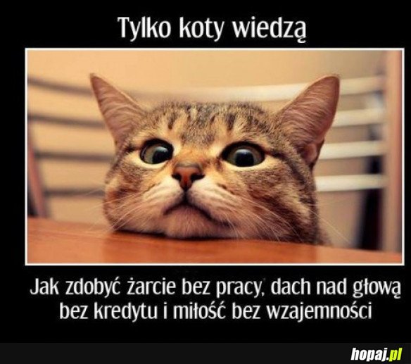 Koty wiedzą