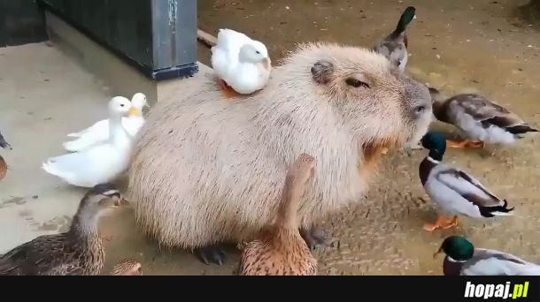 Kapibara - ten wyjątkowy ziomek lubiany przez wszystkich
