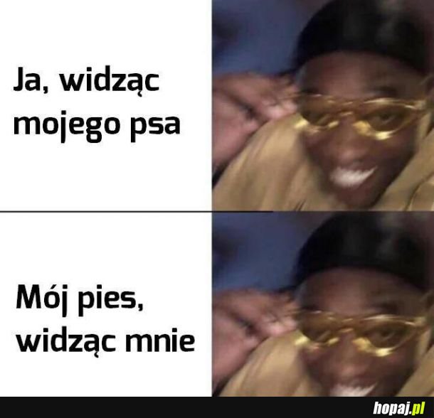  Mój pies 